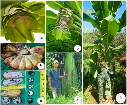 Vườn quốc gia Bù Bù Gia Mập hiện có 12 cây chuối chân voi. Chúng phân bố rải rác ở những khu vực cục bộ và các thôn vùng đệm giáp với vườn.