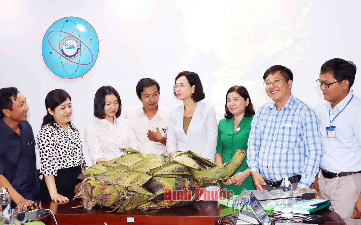 Việc bảo tồn nguồn gen quý của loài chuối chân voi được nhóm tác giả tiến hành nhân giống tạo cây con bằng phương pháp ươm hạt trong túi bầu polyme; cấy mô tế bào thực vật để tạo cây con... Ảnh: Bình Phước Online.