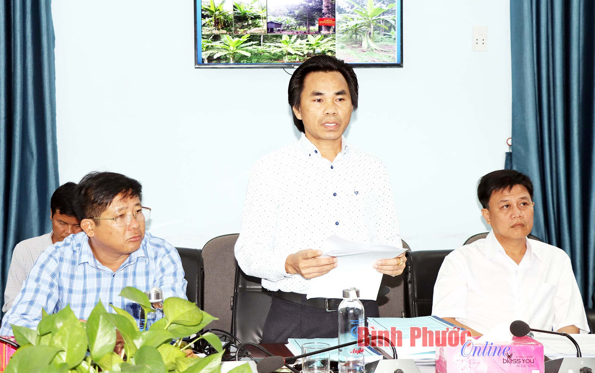 Chuối chân voi có tên khoa học là Ensete glaucum (Roxb.) Cheesman hay còn được gọi với những tên khác là chuối cô đơn, chuối mồ côi, chuối bạc hà. Ảnh: Bình Phước Online.