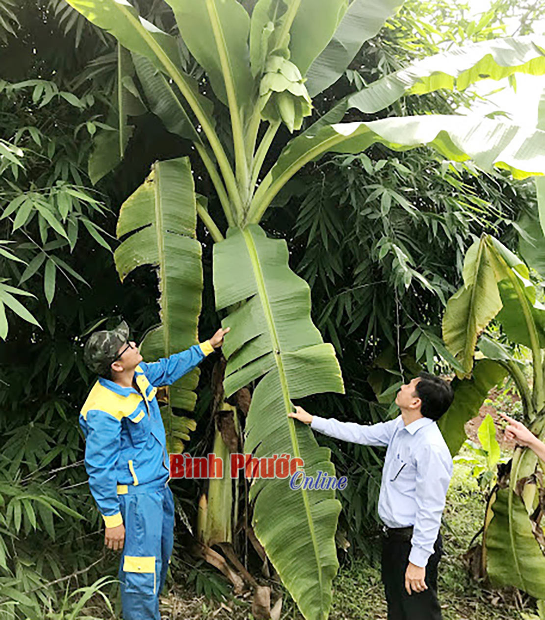 Phó chủ tịch UBND tỉnh Trần Tuyết Minh, Chủ tịch Hội đồng Khoa học và công nghệ Bình Phước mới chủ trì họp Hội đồng tư vấn đã đánh giá, nghiệm thu đề tài khoa học "Nghiên cứu bảo tồn và phát triển loài chuối chân voi tại Vườn quốc gia Bù Gia Mập, tỉnh Bình Phước". Đề tài do Kỹ sư Khương Hữu Thắng - Ban Quản lý vườn quốc gia Bù Gia Mập làm chủ nhiệm. Ảnh: Bình Phước Online.