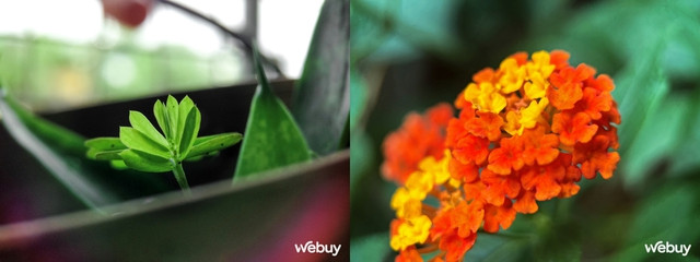 Ong kinh sieu can canh Ulanzi giup iPhone 5C chup dep hon iPhone 14 Pro-Hinh-9