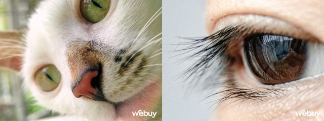 Ong kinh sieu can canh Ulanzi giup iPhone 5C chup dep hon iPhone 14 Pro-Hinh-10