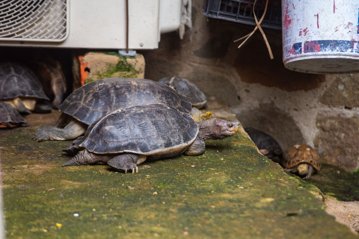 Tại đây, các nhân viên của Trạm cứu hộ động vật hoang dã Củ Chi tiến hành chăm sóc số rùa trên trước khi thả về rừng. Ảnh: Công an TP HCM.