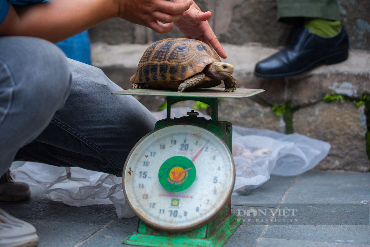 Hàng ngày, các tăng ni cho rùa ăn rau, trái cây… Nhiều con rùa đã được nuôi tại chùa Ngọc Hoàng trong 5 - 10 năm. Ảnh: Dân Việt.