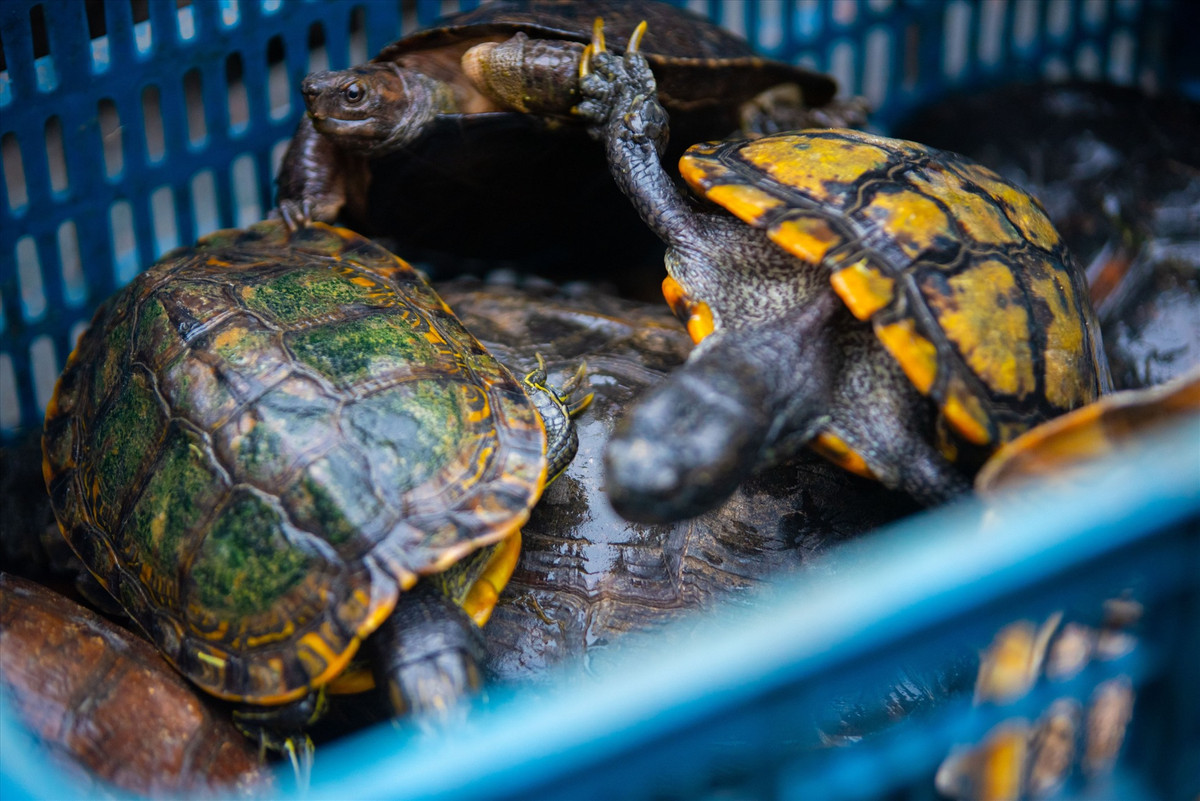 Rùa núi vàng có tên khoa học là Indotestudo elungata. Loài rùa quý hiếm này có tên trong Sách đỏ Việt Nam và Danh lục đỏ IUCN ở bậc EN (nguy cấp). Ảnh: Lao động.