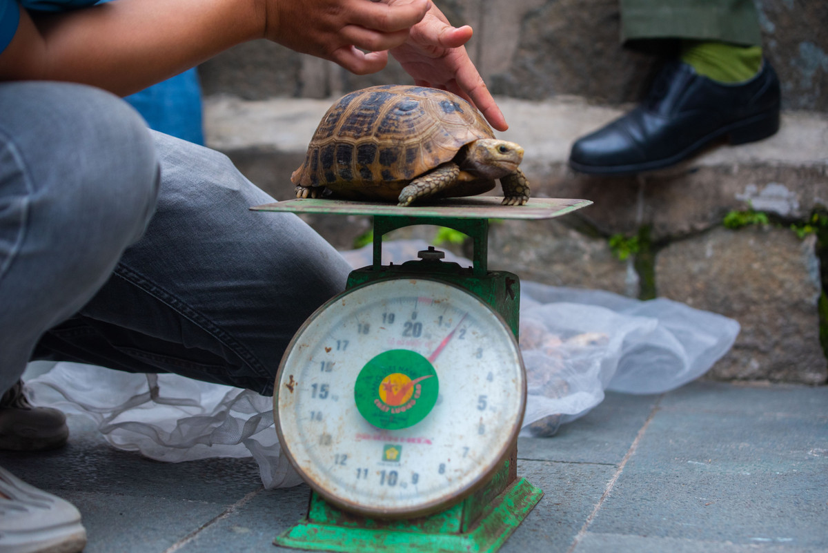 Đại diện chùa Ngọc Hoàng cho hay, 62 cá thể rùa trên được các Phật tử phóng sinh. Sau đó, chùa nuôi số rùa đó trong hồ nước ở giữa khuôn viên. Ảnh: Công an TP HCM.
