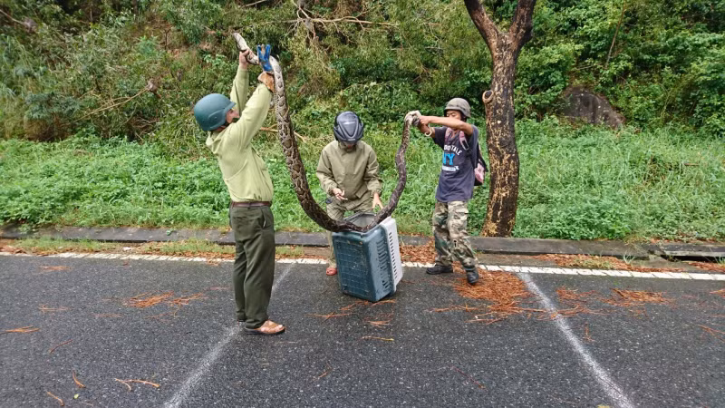 Theo đó, khoảng 15h ngày 9/10, khi đi tìm một con khỉ bị thương để chữa trị, nhóm Chung tay cứu cộ và bảo tồn động vật hoang dã Sơn Trà phát hiện một con trăn gấm đang quấn chặt một con khỉ vàng bên đường Lê Văn Lương, sát chân núi Sơn Trà.