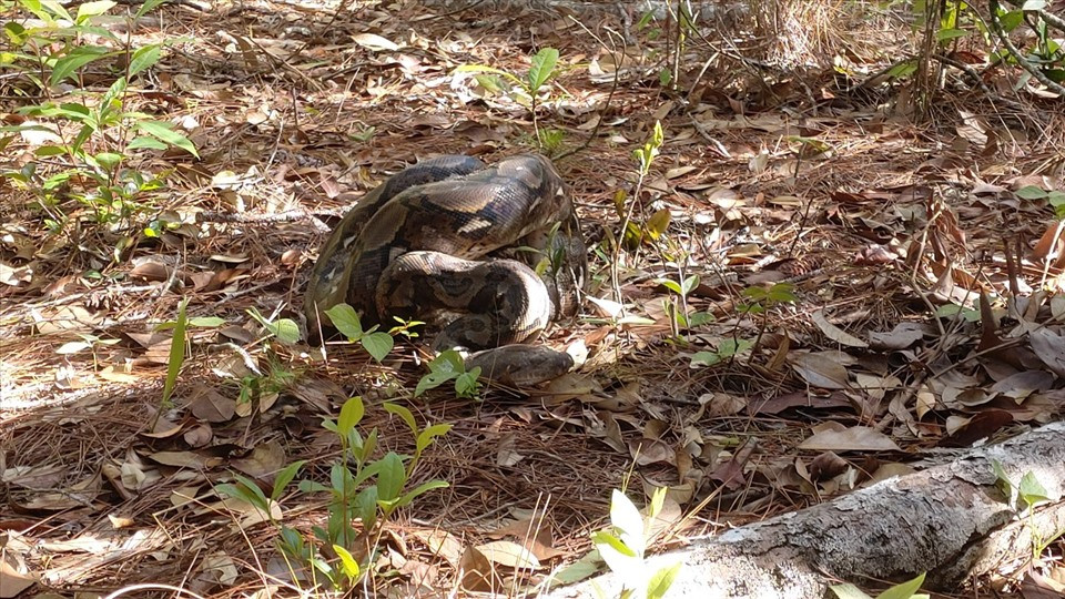 Loài trăn gấm sống ở rừng thưa, gần các sông suối. Chúng dành phần lớn thời gian trên cây. Loài này bơi lội rất giỏi, chủ yếu hoạt động về đêm.