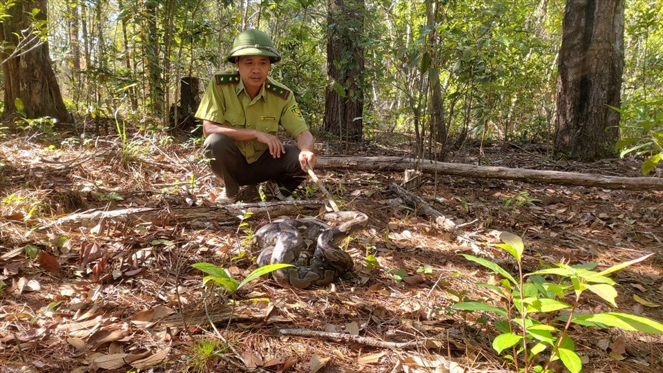 Thức ăn yêu thích của trăn gấm gồm: các loài thú và chim, cầy hương, cầy mực, các loài linh trưởng. Tại Việt Nam, trăn gấm phân bố chủ yếu ở Đà Nẵng, Kon Tum, Gia Lai, Đăk Lăk, Bình Định...