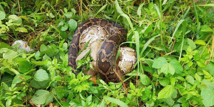 Vào trưa ngày 10/10, ông Ngô Trường Chinh, Hạt trưởng Hạt Kiểm lâm liên quận Sơn Trà - Ngũ Hành Sơn (TP Đà Nẵng), cho biết vừa phối hợp với người dân bắt được một con trăn gấm (Python reticulatus) dài hơn 4m tại bán đảo Sơn Trà.