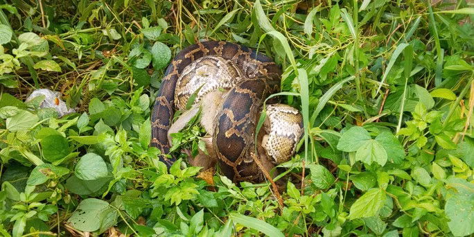 Vào trưa ngày 10/10, ông Ngô Trường Chinh, Hạt trưởng Hạt Kiểm lâm liên quận Sơn Trà - Ngũ Hành Sơn (TP Đà Nẵng), cho biết vừa phối hợp với người dân bắt được một con trăn gấm (Python reticulatus) dài hơn 4m tại bán đảo Sơn Trà.