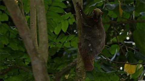 Mặc dù có tên gọi là “vượn cái bay” nhưng chúng không hề biết bay. Trên thực tế, chúng chỉ chuyền từ cây này qua cây khác nhờ lớp màng rộng nối giữa các chi. Thức ăn khoái khẩu của chúng là hoa quả, chồi non.