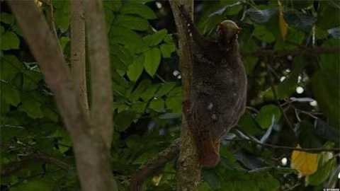 Mặc dù có tên gọi là “vượn cái bay” nhưng chúng không hề biết bay. Trên thực tế, chúng chỉ chuyền từ cây này qua cây khác nhờ lớp màng rộng nối giữa các chi. Thức ăn khoái khẩu của chúng là hoa quả, chồi non.