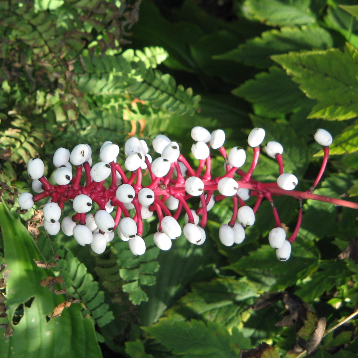 Sở dĩ loài cây này có tên gọi như vậy là vì hình dáng của quả giống hệt mắt búp bê. Cây Actaea pachypoda cao khoảng 60 cm, có rất ít lá. Thân cây màu đỏ và những quả nhỏ kết thành chùm màu trắng, có chấm đen. Mặc dù nhìn đẹp mắt nhưng quả của cây mắt búp bê khá độc, có thể gây tử vong.