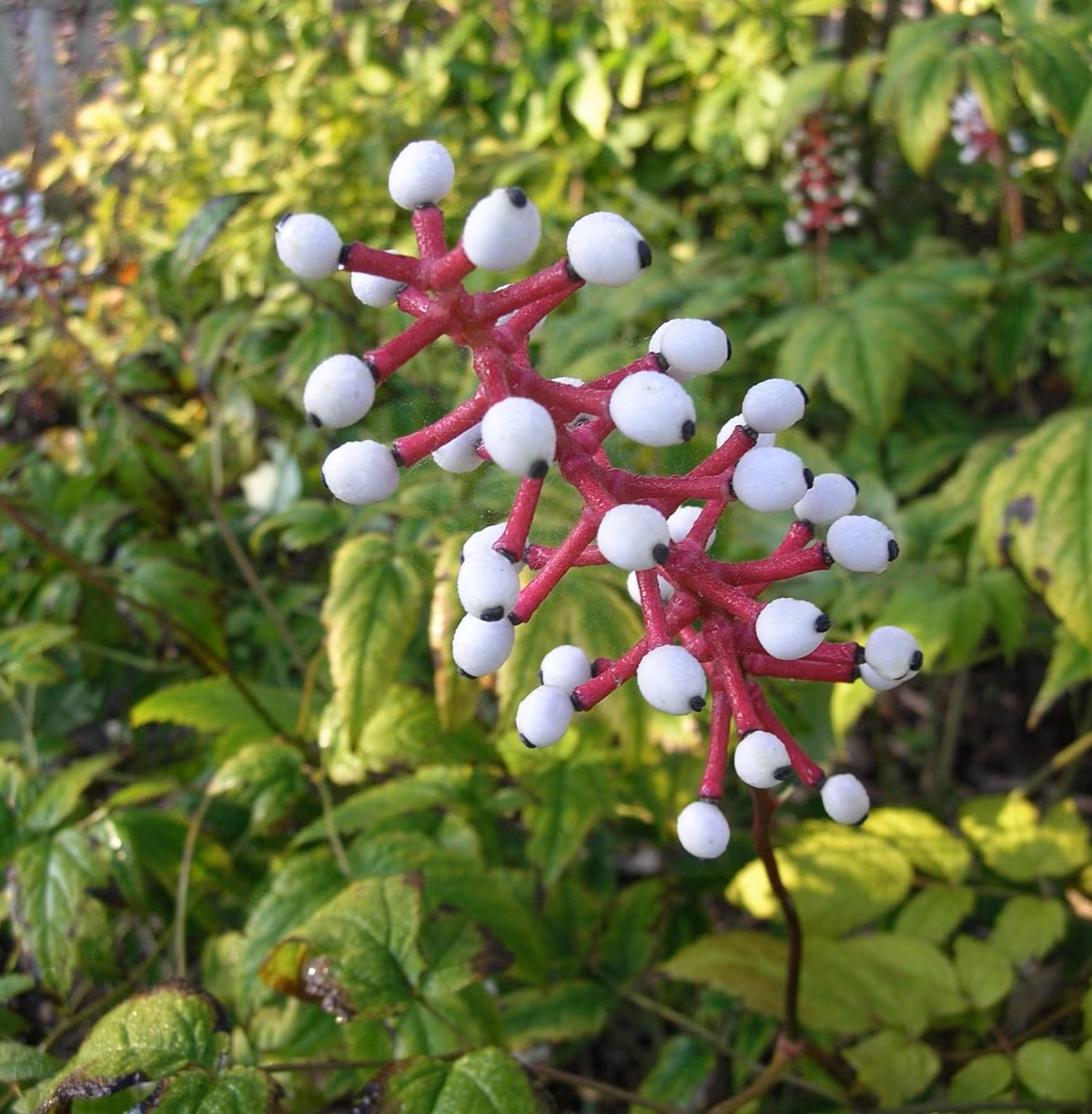 Cây mắt búp bê là loài thực vật có hình dáng kỳ lạ. Theo lý giải của giới khoa học, cây mắt búp bê là cách gọi khác của cây Actaea pachypoda hoặc Baneberry. Đây là một loại cây quả nhỏ có nguồn gốc từ những cánh rừng Bắc Mỹ.