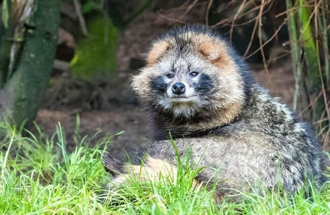 Theo các chuyên gia, lửng chó là loài động vật leo trèo rất giỏi và chúng sống chủ yếu trên các nhánh cây cao.