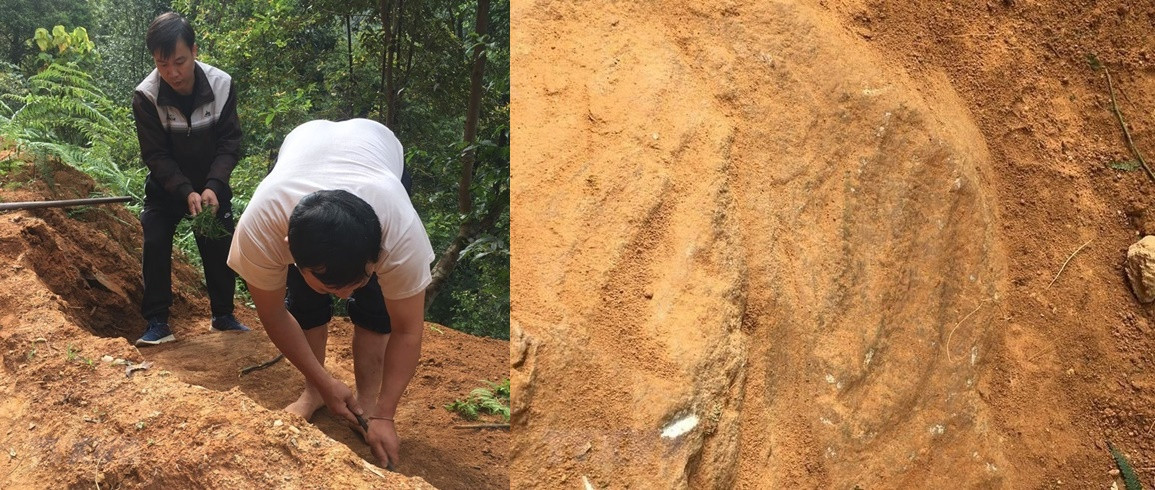 Qua quan sát sơ bộ của các chuyên gia, các hình khắc khá tỉ mỉ, công phu, uốn lượn mềm mại theo mặt lồi lõm của mặt đá, có dạng hình ruộng bậc thang. Ảnh: TTXVN.