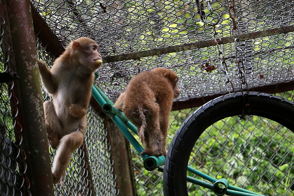 Khỉ mốc sống theo đàn và có một con đực làm chỉ huy. Con đầu đàn thường canh gác khi cả đàn kiếm ăn.