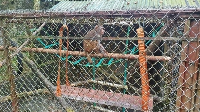 Hộ gia đình bà Hà Thị Sự (phường Cốc Lếu, Thành phố Lào Cai) đã bàn giao, hiến tặng một cá thể khỉ mốc cho Trung tâm Cứu hộ, Bảo tồn và Phát triển sinh vật Hoàng Liên và Hạt Kiểm lâm Thành phố Lào Cai.