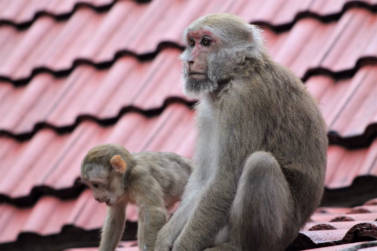 Lông xung quanh mặt của khỉ mốc có màu đen. Hai má có lông màu xám, phía trong và phía dưới của đùi màu trắng xám. Đuôi của khỉ mốc thường mập phần gốc.
