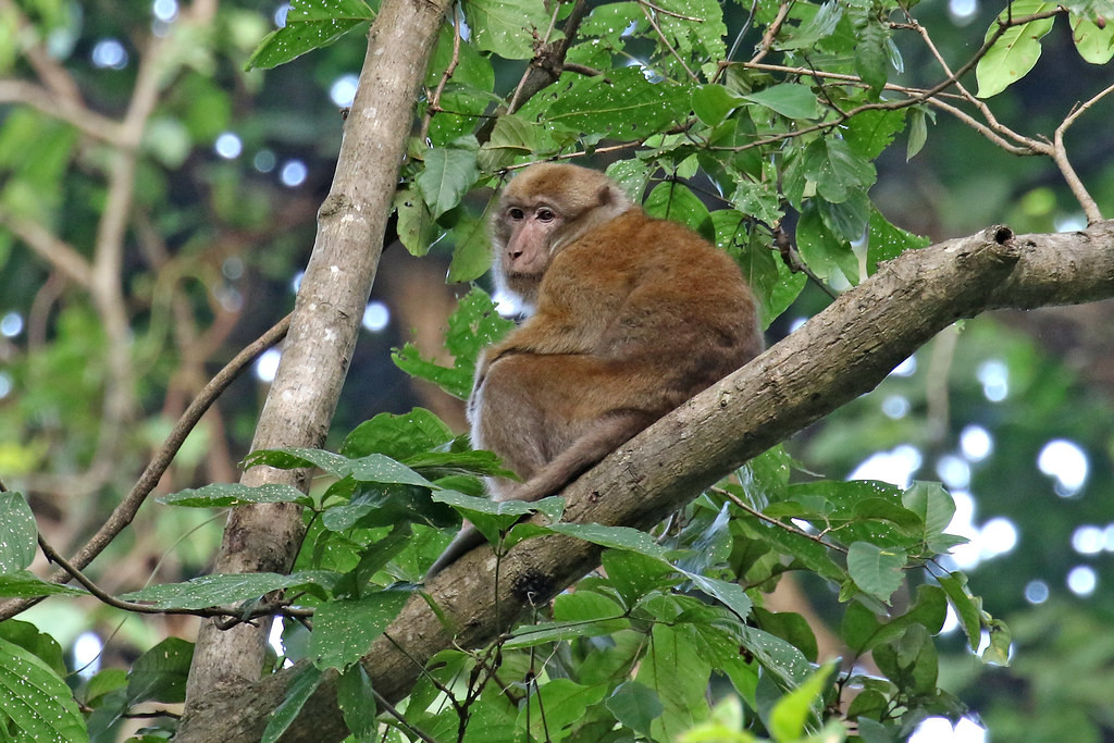 Cá thể khỉ mốc do gia đình bà Hà Thị Sự bàn giao là con đực, nặng khoảng 4 kg. Nó vận động bình thường, không bị thương tích.