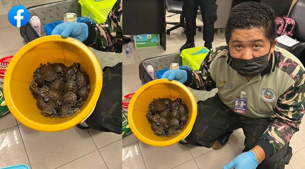 Trong số này, vào tháng 6 vừa qua, 2 phụ nữ Ấn Độ là là Nithya Raja (38 tuổi) và Zakia Sulthana (24 tuổi) bị bắt giữ tại sân bay Suvarnabhumi ở thủ đô Bangkok của Thái Lan vì buôn lậu hơn 100 động vật hoang dã còn sống bao gồm: tắc kè hoa, tatu, nhím và rắn.