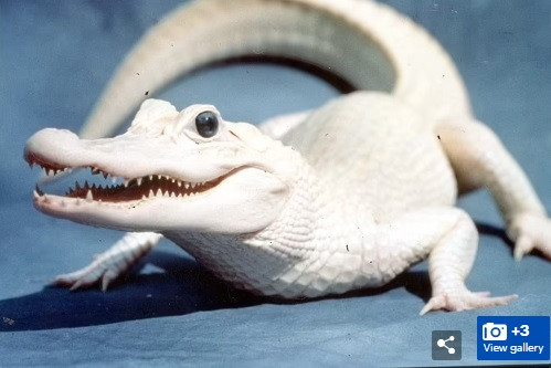 Trước vụ việc này, bà Anbarasi Boopal, Phó giám đốc Hiệp hội Nghiên cứu và Bảo tồn động vật cho biết những người buôn lậu vận chuyển các động vật quý hiếm như cá sấu bạch tạng để có thể bán với giá cao từ 20.000 - 2 triệu USD.