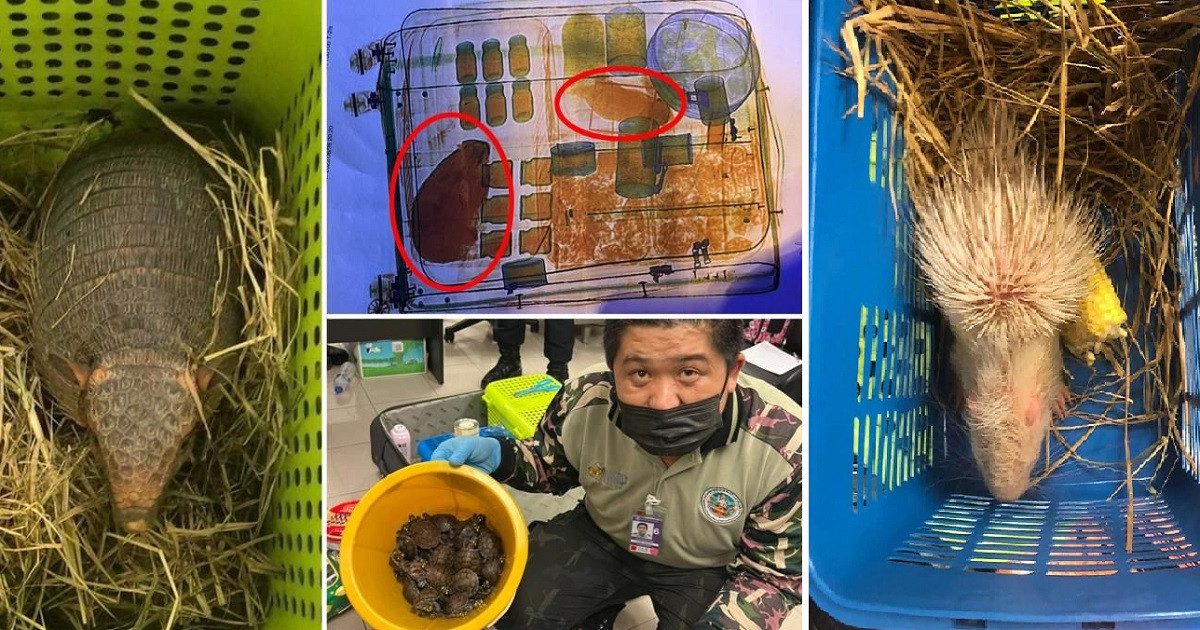 Theo cơ quan chức năng, số lượng động vật hoang dã trên được phát hiện khi máy quét X-quang tại sân bay Suvarnabhumi Nithya soi vali của Raja và Sulthana. Hai người này làm thủ tục để bay tới thành phố Chennai của Ấn Độ.