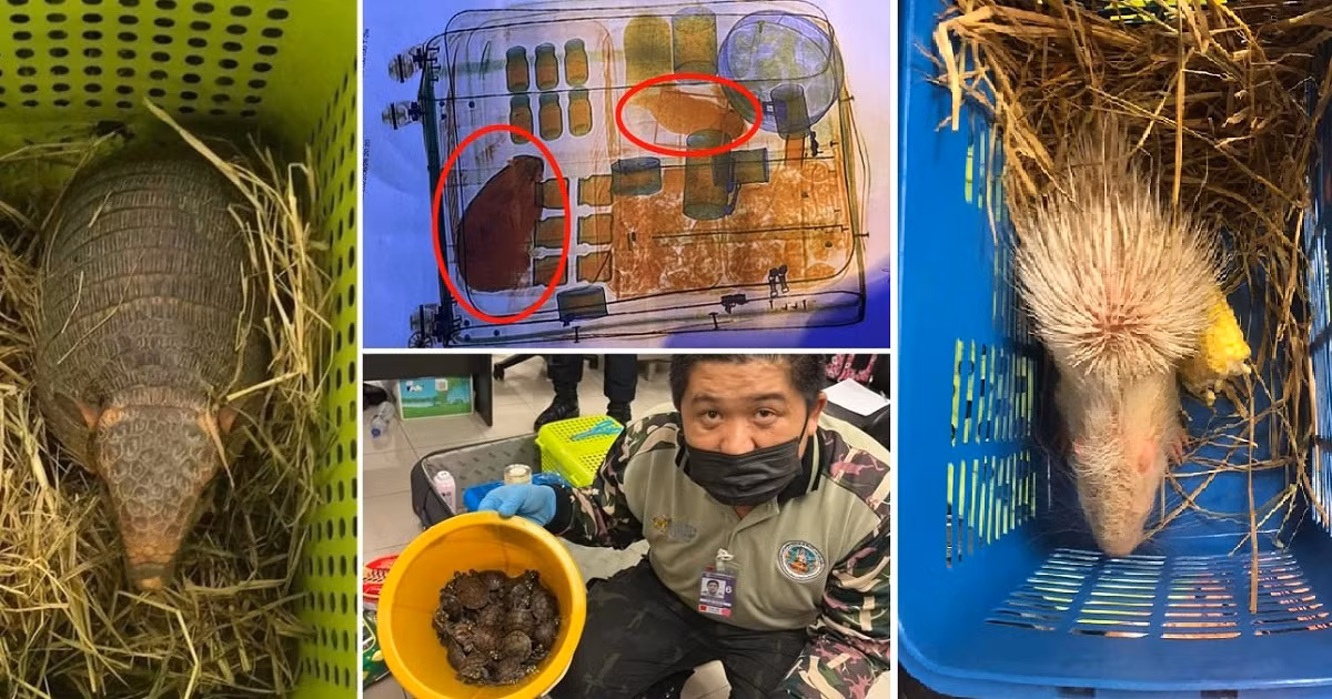 Theo cơ quan chức năng, số lượng động vật hoang dã trên được phát hiện khi máy quét X-quang tại sân bay Suvarnabhumi Nithya soi vali của Raja và Sulthana. Hai người này làm thủ tục để bay tới thành phố Chennai của Ấn Độ.