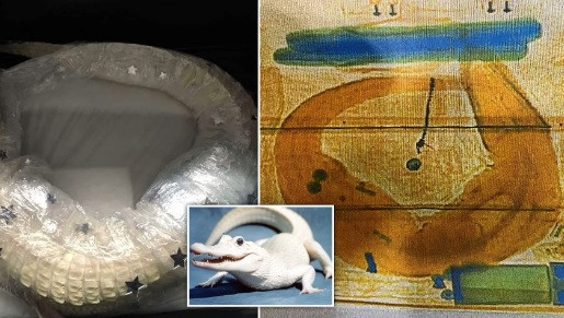 Do đó, cơ quan chức năng đã mở cuộc điều tra đối với người đàn ông trên. Đồng thời, các nhân viên hải quan và bác sĩ thú y giải cứu và chăm sóc đặc biệt đối với con cá sấu bạch tạng trên. Hiện nó được chăm sóc tại một nhà chứa bò sát.