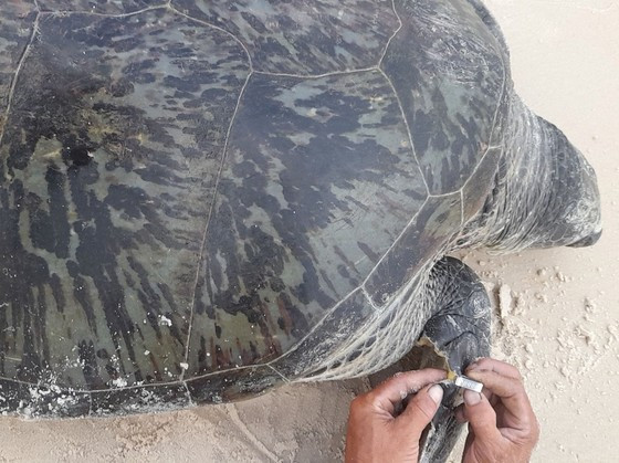 Trước đó, vào khoảng 17h ngày 8/10, trong lúc đang vá lưới tại bãi biển thôn Tân Mạch (xã Vĩnh Thái, huyện Vĩnh Linh, tỉnh Quảng Trị), 5 ngư dân và 2 em học sinh đã phát hiện cá thể vích trên bị sóng lớn đánh trôi dạt vào bờ biển.