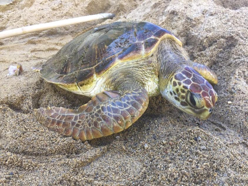 Ngay sau đó, các ngư dân và các em học sinh thông báo với Ban quản lý Khu bảo tồn biển đảo Cồn Cỏ để giải cứu cá thể vích trên.