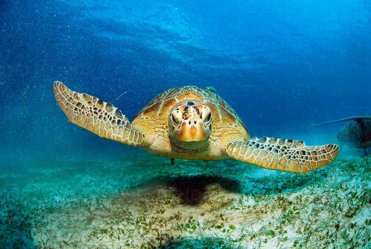 Vích (tên khoa học Chelonia mydas) là loài động vật hoang dã thuộc lớp bò sát được liệt kê trong Danh mục loài nguy cấp, quý, hiếm được ưu tiên bảo vệ ban hành theo Nghị định 160/2013/NĐ-CP – cấp độ bảo vệ cao nhất theo quy định của pháp luật Việt Nam.