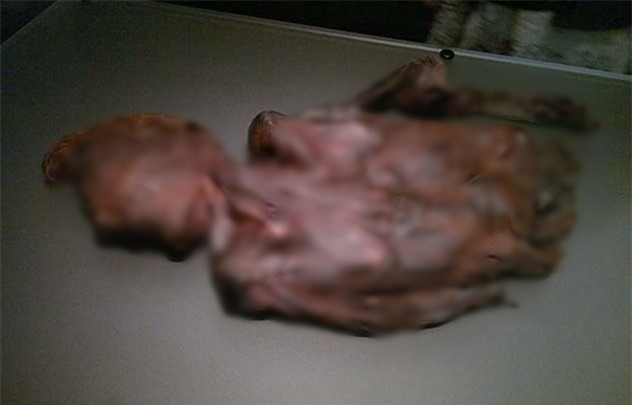 Theo các chuyên gia, điều kiện đặc biệt của vùng đầm lầy gồm lớp than bùn có chứa axit tạo ra bởi rong rêu, độ sâu và nhiệt độ khá thấp khiến oxy không thể xâm nhập vào thi thể đã giúp những tử thi này được ướp xác tự nhiên một cách tốt nhất.