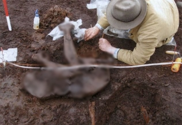 Trong số hàng trăm xác ướp đầm lầy được phát hiện, các chuyên gia phát hiện nhiều thi hài có nguyên nhân tử vong rùng rợn. Họ là nạn nhân của những nghi lễ hiến tế nên bị giết chết. Sau khi qua đời, thi thể của họ được vùi vào trong đầm lầy như một nghi thức tôn vinh các vị thần.