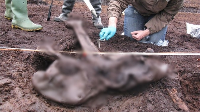 Một số xác ướp đầm lầy khác được các chuyên gia xác định có cái chết bạo lực như: tử vong vì bị đâm, treo cổ, dìm chết, thậm chí chặt đầu. Họ suy đoán những nạn nhân này có thể là những kẻ phạm tội nên bị giết hại một cách tàn bạo sau khi bị bắt.