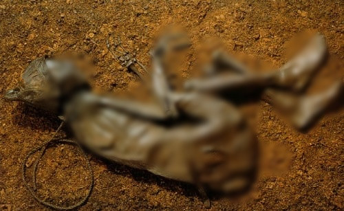 Đến năm 1950, xác ướp “người Đàn ông Tollund” được tìm thấy ở Đan Mạch gây sốc dư luận. Do được bảo quản nguyên vẹn trong đầm lầy nên các chuyên gia gặp nhiều thuận lợi trong việc giải mã cái chết của người đàn ông này.