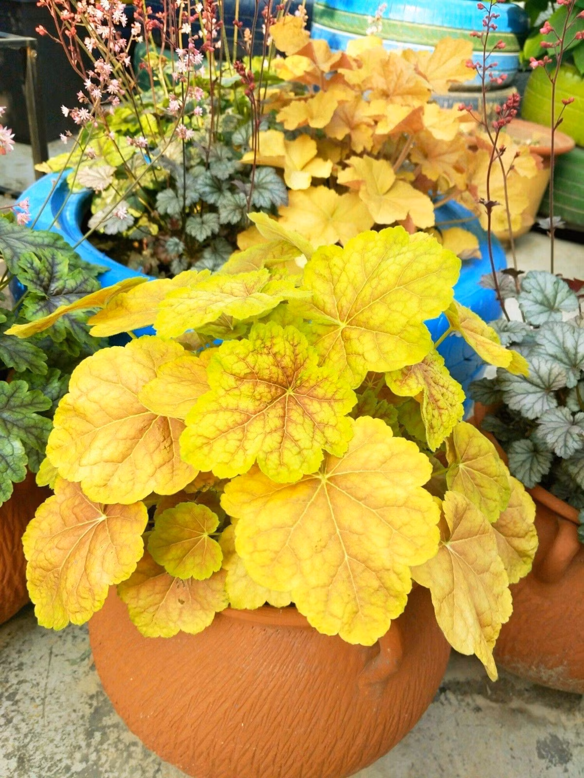 Bien manh san co moc um tum thanh khu vuon da sac-Hinh-3