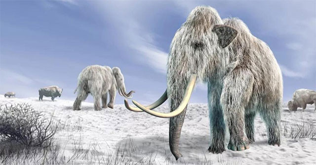 Trong nhiều thập kỷ, các nhà khoa học đã tìm cách khôi phục các mảnh ngà, xương, răng và lông của voi ma mút để giải trình tự ADN của voi ma mút.