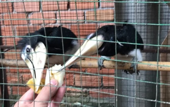 Chim cao cát bụng trắng có tên khoa học là Anthracoceros albirostris. Chúng là loài chim quý, hiếm, nằm trong danh mục IIB thuộc Nghị định 06/2019/NĐ-CP ngày 22/01/2019 của Chính phủ về việc Quản lý thực vật rừng, động vật rừng nguy cấp, quý, hiếm và thực thi công ước về buôn bán quốc tế các loài động vật, thực vật hoang dã nguy cấp. Ảnh: Hội buôn chim cảnh.