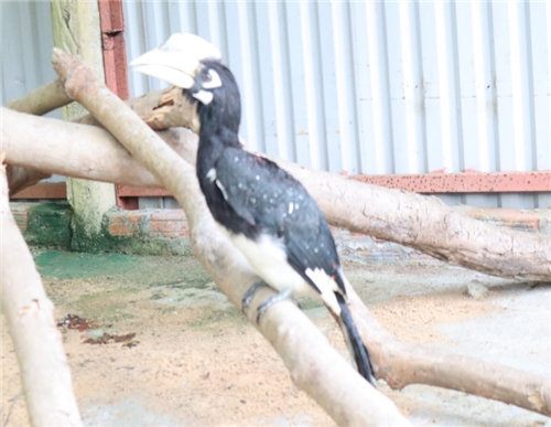 Chim Cao cát bụng trắng là loài thuộc họ Hồng Hoàng (Bucerotidar), chiều dài thân từ 68 cm - 70 cm. Ảnh: Vuonquocgiacatba.