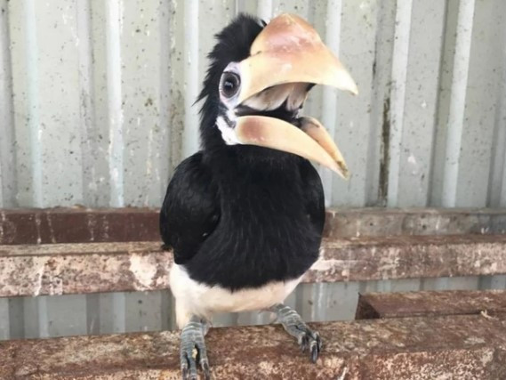 Sau đó, 2 con chim cao cát bụng trắng được đưa về Trạm cứu hộ động vật hoang dã ở Củ Chi để chăm sóc trước khi thả về tự nhiên. Ảnh: VTC.