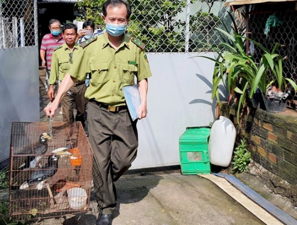 Về sau, ông Năng tìm hiểu và biết được 2 con chim đó là loài quý hiếm nên liên hệ với lực lượng kiểm lâm để bàn giao. Lực lượng Chi cục Kiểm lâm TP.HCM tiến hành kiểm tra sức khỏe 2 con chim sau tiếp nhận. Họ xác định con chim cao cát bụng trắng trống có trọng lượng 0,7 kg trong khi con mái 1 kg. Ảnh: Dân trí.