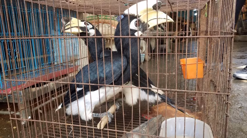 Vào ngày 21/10, ông Nguyễn Văn Năng (72 tuổi, ngụ phường Tân Tạo A, quận Bình Tân, TP.HCM) đã bàn giao cho Chi cục Kiểm lâm TP.HCM 2 con chim cao cát bụng trắng quý hiếm. Ảnh: PLO.