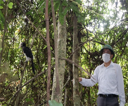 Loài chim quý này có bộ lông đen nhạt, bụng và dưới đuôi trắng. Cao cát bụng trắng có mỏ hai tầng vàng nhạt, phần giữa hai tầng mỏ đen. Ảnh: Vuonquocgiacatba.