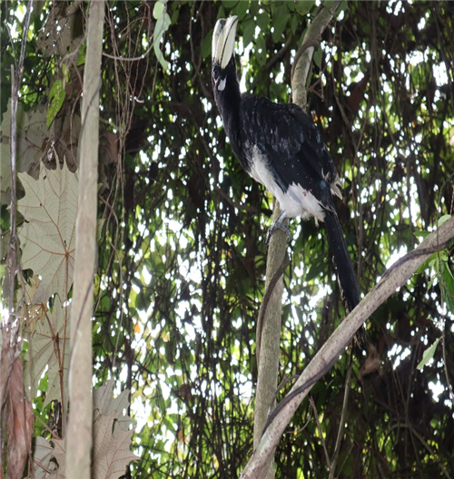 Mùa sinh sản của cao cát bụng trắng từ tháng 1 - 6 hàng năm. Mỗi đợt, chúng thường đẻ 1 - 3 trứng. Thức ăn ưa thích của loài chim này là các loại quả bao gồm: Sung, Si, Đa, Gội... Ảnh: Vuonquocgiacatba.