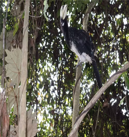 Mùa sinh sản của cao cát bụng trắng từ tháng 1 - 6 hàng năm. Mỗi đợt, chúng thường đẻ 1 - 3 trứng. Thức ăn ưa thích của loài chim này là các loại quả bao gồm: Sung, Si, Đa, Gội... Ảnh: Vuonquocgiacatba.