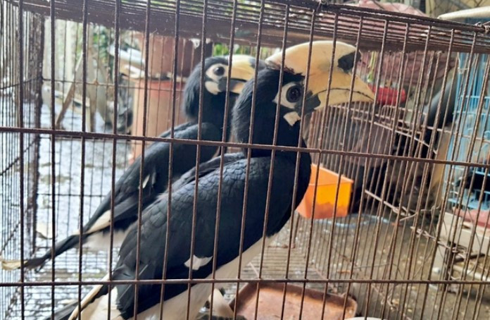 Sau khi xem 2 con chim, ông Năng thấy chúng rất đẹp nên mua chúng với giá 2,5 triệu đồng và đem về nhà nuôi nhốt trong lồng. Ông Năng cho hay 2 con chim rất dễ nuôi nhưng trở nên hung dữ khi đói. Ông từng bị chúng mổ rách da, chảy máu khi cho 2 con chim ăn. Ảnh: Dân trí.