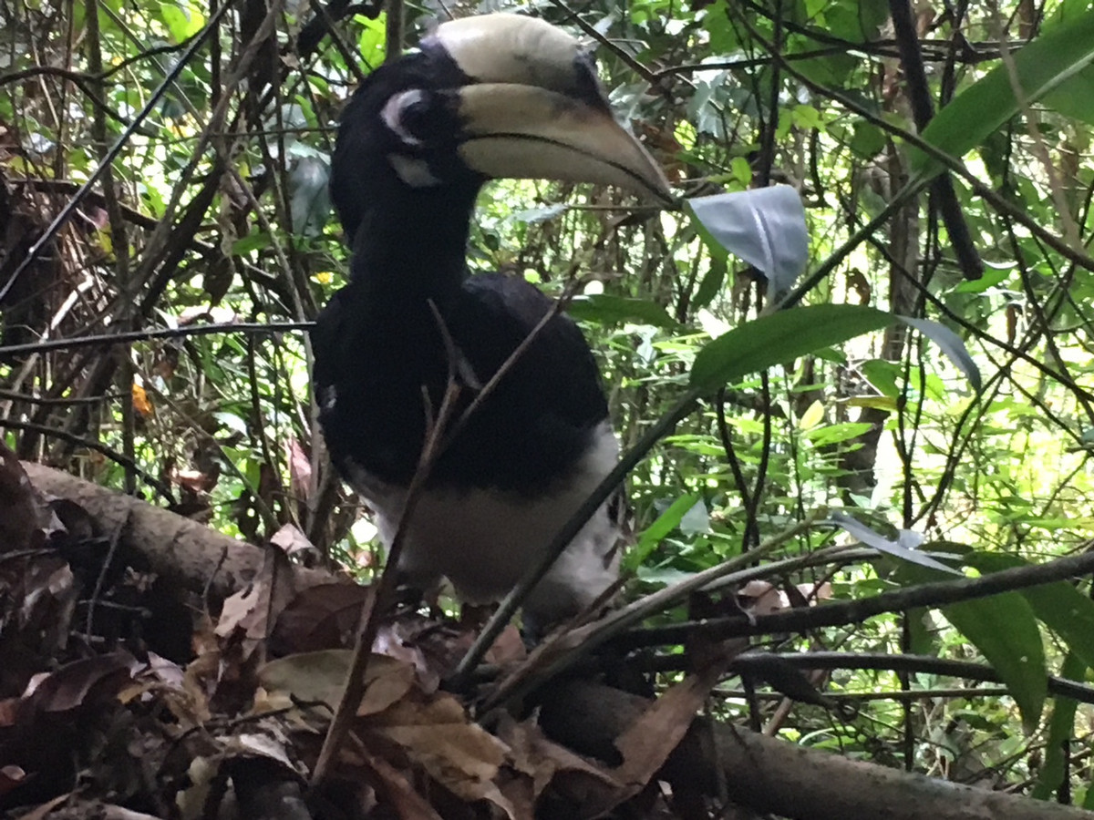 Cao cát bụng trắng hoang dã hiện phân bố ở hầu khắp các rừng rậm rạp tại Việt Nam và một số nước Đông Nam Á. Ảnh: Vuonquocgiacatba.