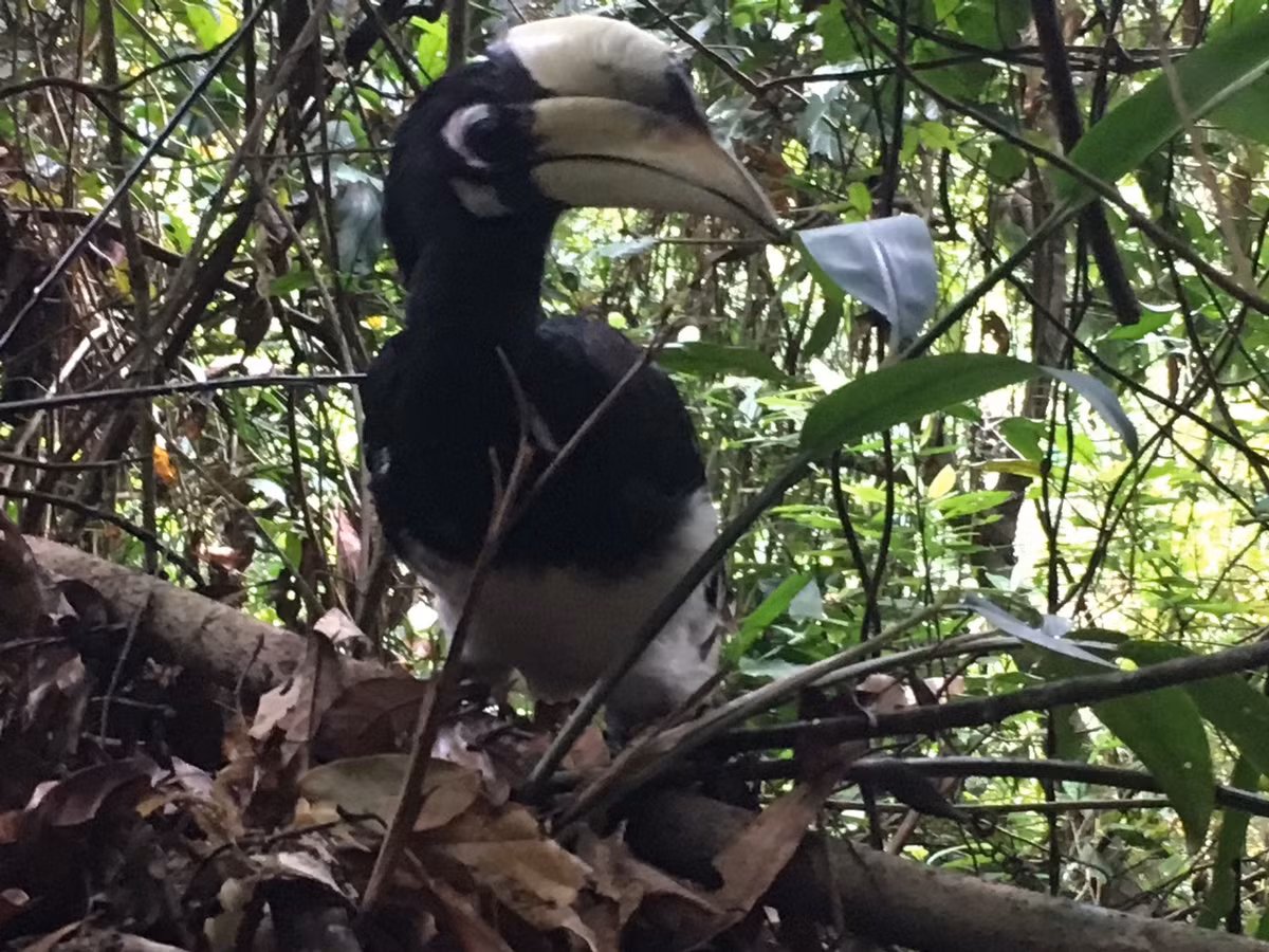 Cao cát bụng trắng hoang dã hiện phân bố ở hầu khắp các rừng rậm rạp tại Việt Nam và một số nước Đông Nam Á. Ảnh: Vuonquocgiacatba.